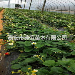 五月香草莓苗基地 融合生態理念，引領草莓產業發展